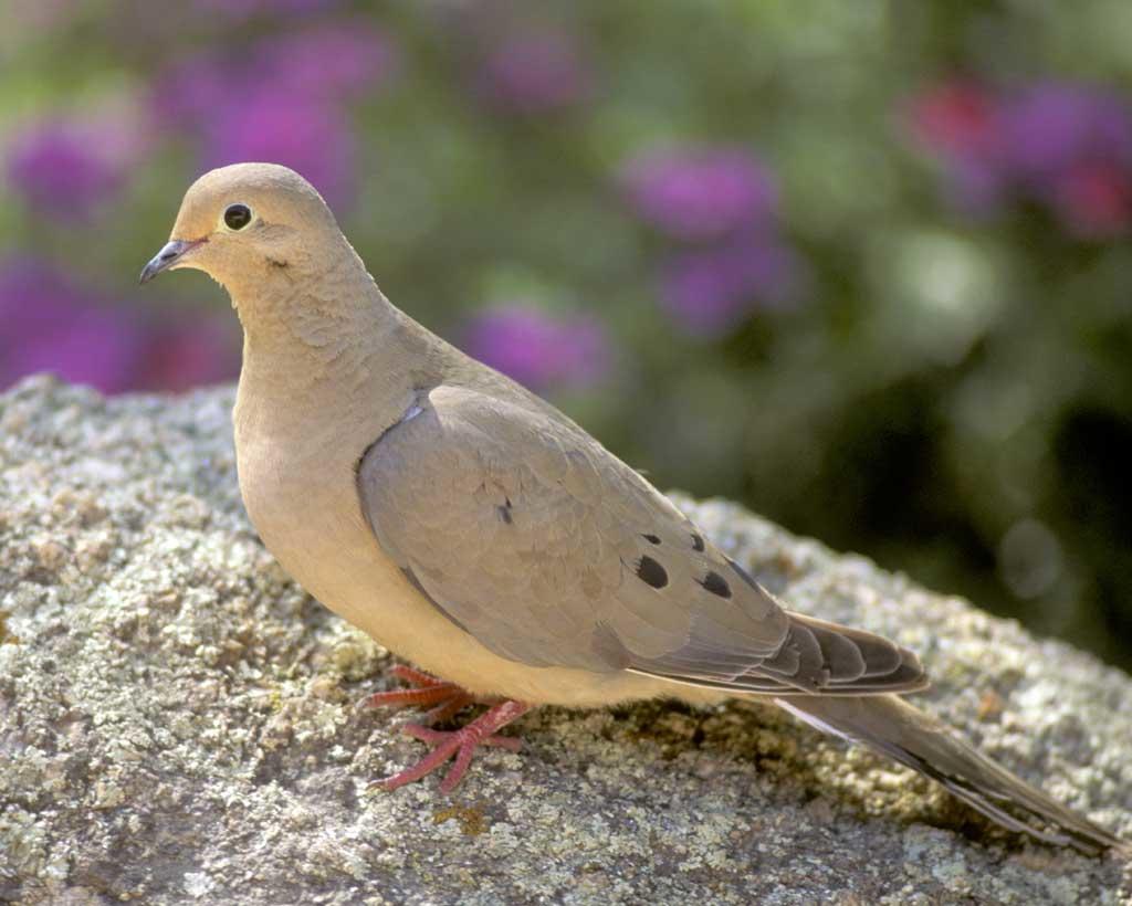 Bird IQ website